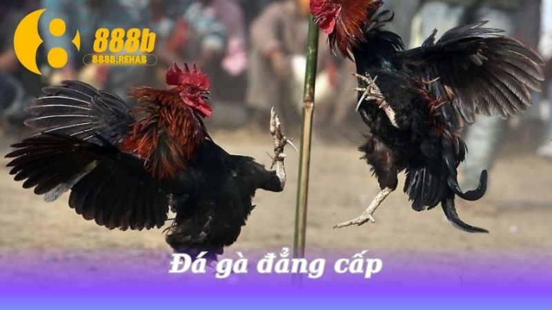 da-ga-dang-cap